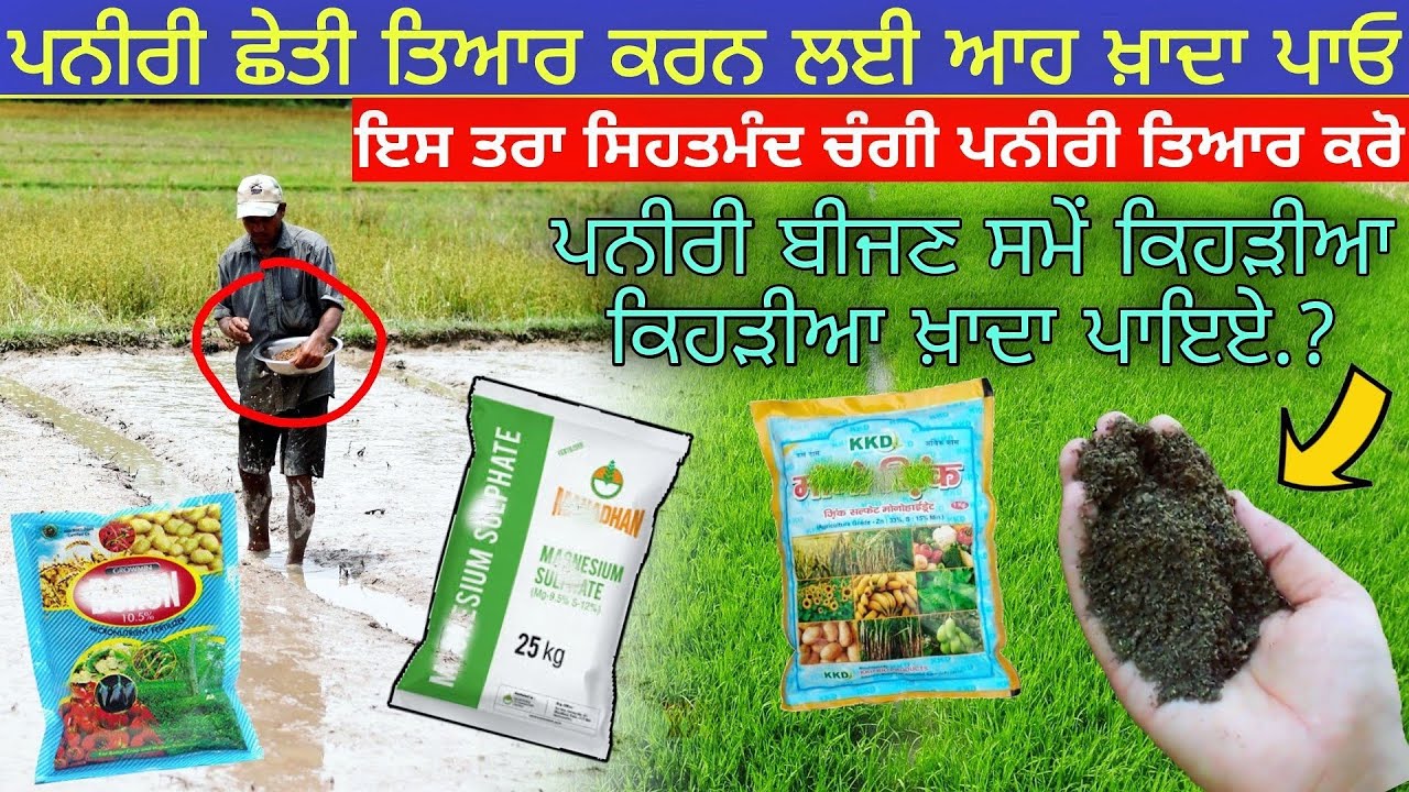 ਝੋਨੇ ਦੀ ਪਨੀਰੀ 'ਚ ਖ਼ਾਦਾ ਦਾ ਪ੍ਬੰਧ | paddy nursery fertilizer | agri advice