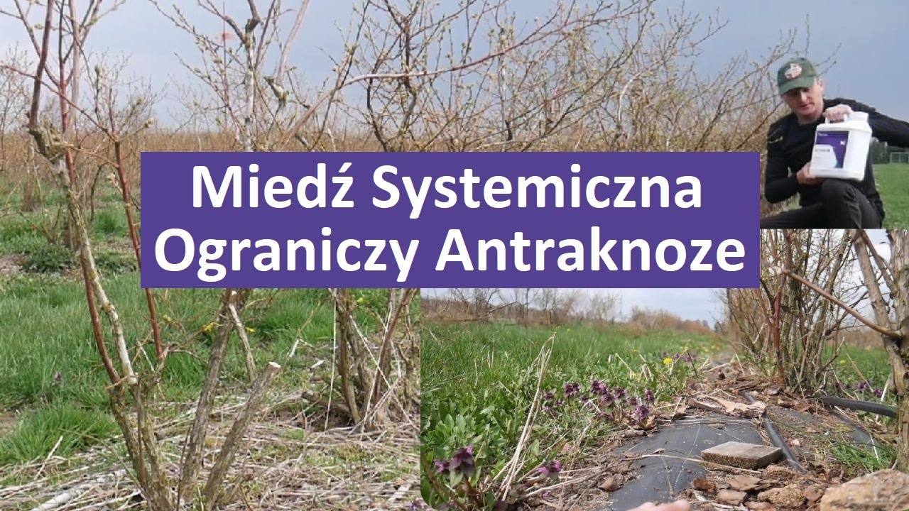 Miedź Systemiczna na Antraknoze w Borówce Amerykańskiej ?