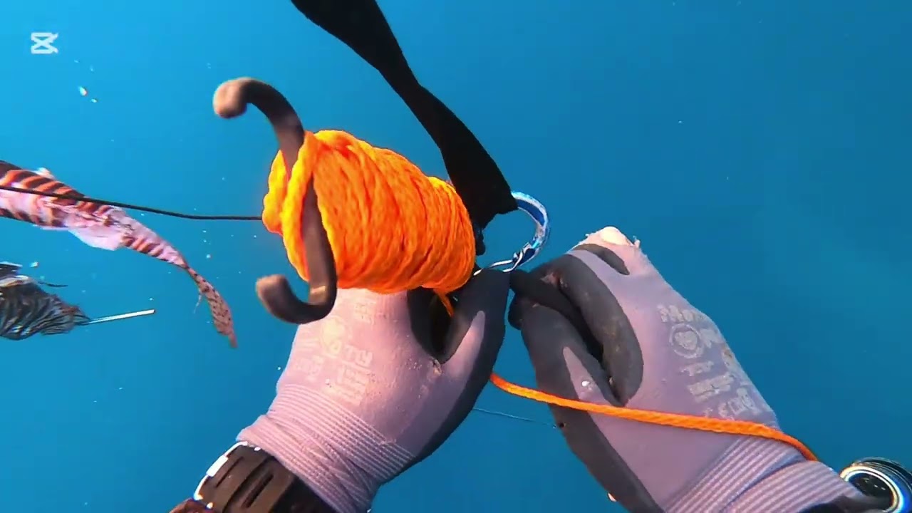 צייד זהרונים Gil cohen spearfishing 