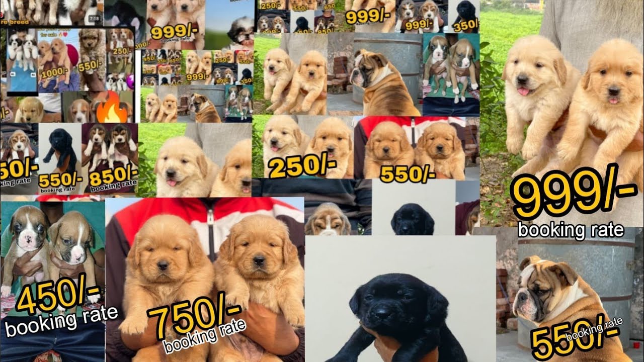 Cheapest dog market in delhi and India, shitzu, Poodle, Labrador, golden retriever available