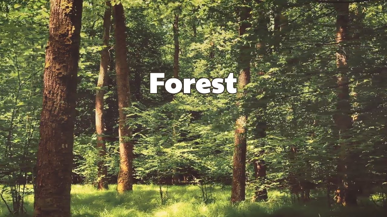 Nature Ambience 🌲 Chill, Study & Work with Forest Sounds 🌲 Trees, Birds, Animals, Crickets, Calming