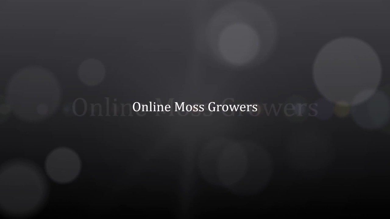Moss For Sale