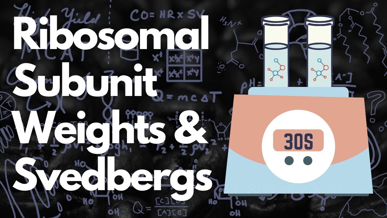 Вес субъединиц рибосом (прокариоты и эукариоты) + Сведберги | MCAT