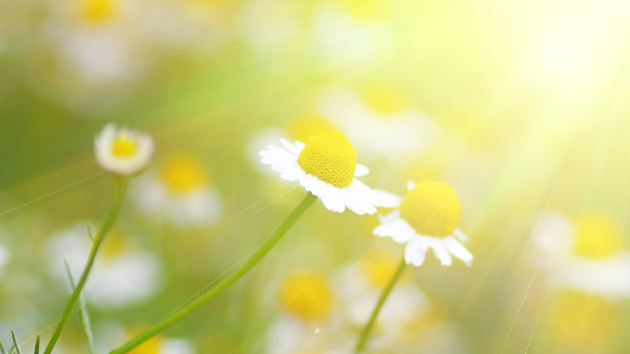 Peaceful Music, Relaxing Music, Instrumental Music, 