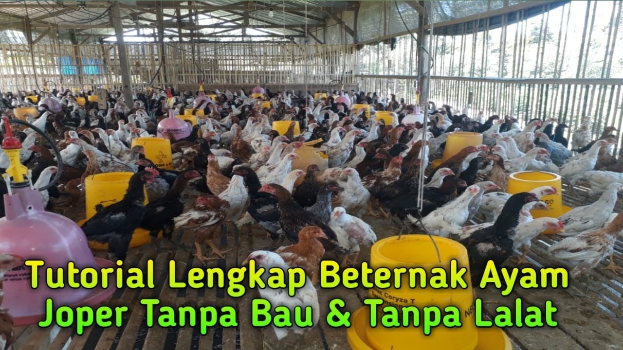 Kunci Sukses Beternak Ayam Joper Tanpa Bau & Tanpa Lalat dari Awal Persiapan - Penjualan Hasil Panen