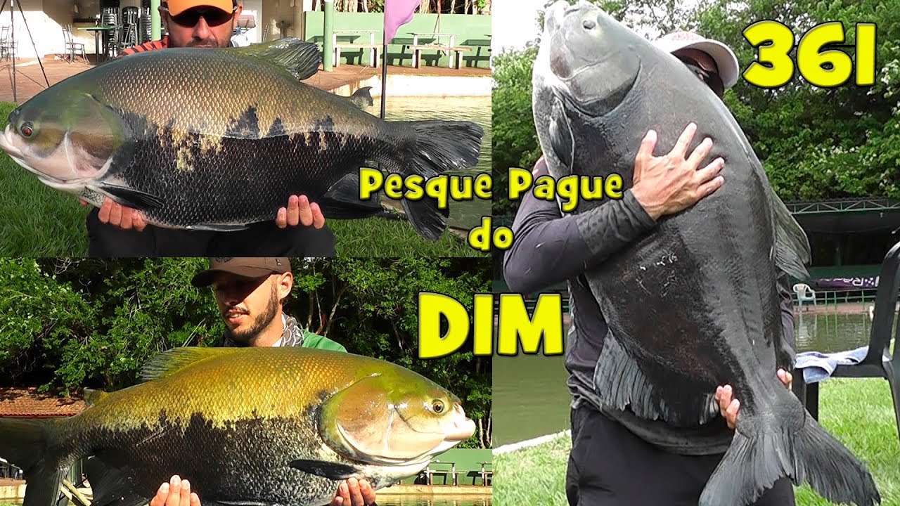 Festival de Tambaquis e grandes Tambacus nas anteninhas e fly no DIM - Fishingtur na TV 361