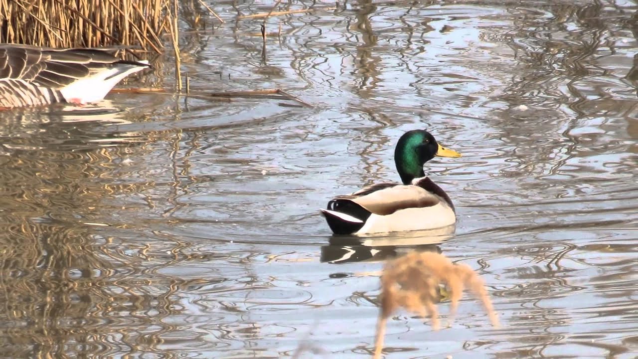 RISERVA NATURALE ISOLA DELLA CONA   ( GO - ITALY )