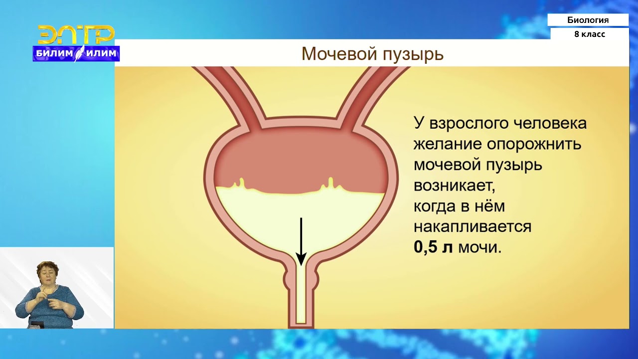 8-класс | Биология | Выделение