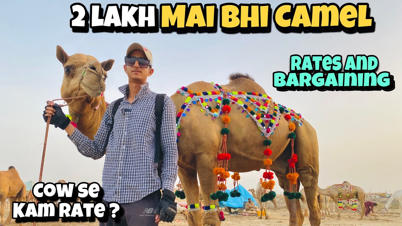 Northern Bypass Mandi Camels Rates And Bargaining | 2 Lakh Mai Bhi Camel Milega Ab 😱 |Bakra Eid 2025