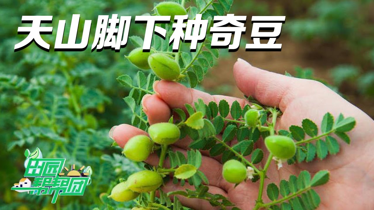种豆有奇招！解锁鹰嘴豆的种植秘诀，专家带来的播种方法竟能大大提高种植收入！丨「田园帮帮团」20230712