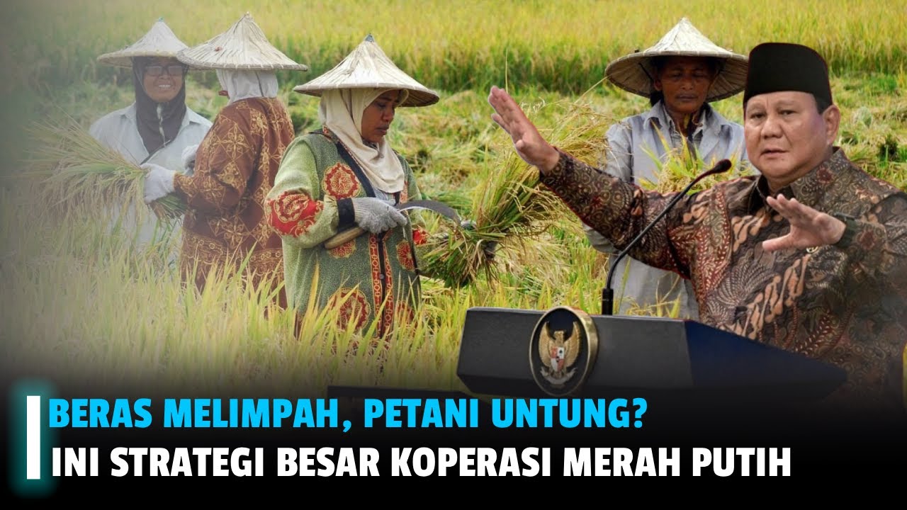 Indonesia Surplus Pangan! Stok Beras Tertinggi 23 Tahun & Strategi Koperasi Merah Putih