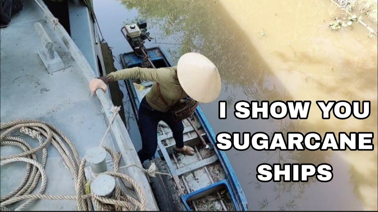 I Show You Hundreds of Sugarcane Ships Waiting on the River