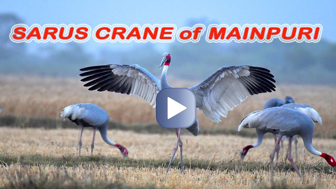 Sarus Crane Bird Documentary - Mainpuri Sarus Circuit - सारस पक्षी का जीवन - Indian Bird Sarus Crane