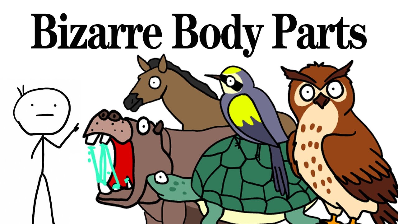 Bizarre and Interesting Animal Body Parts #animals #nature #biology