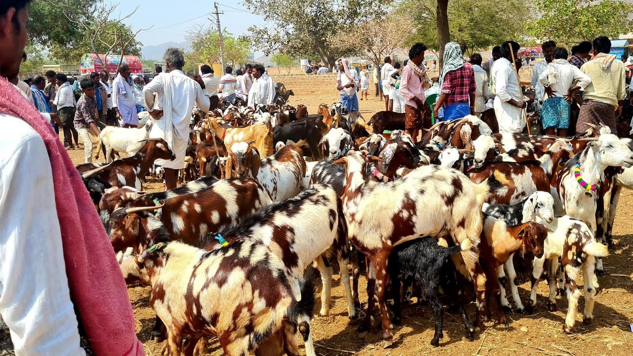 Vinukonda goat market | Monday goat market