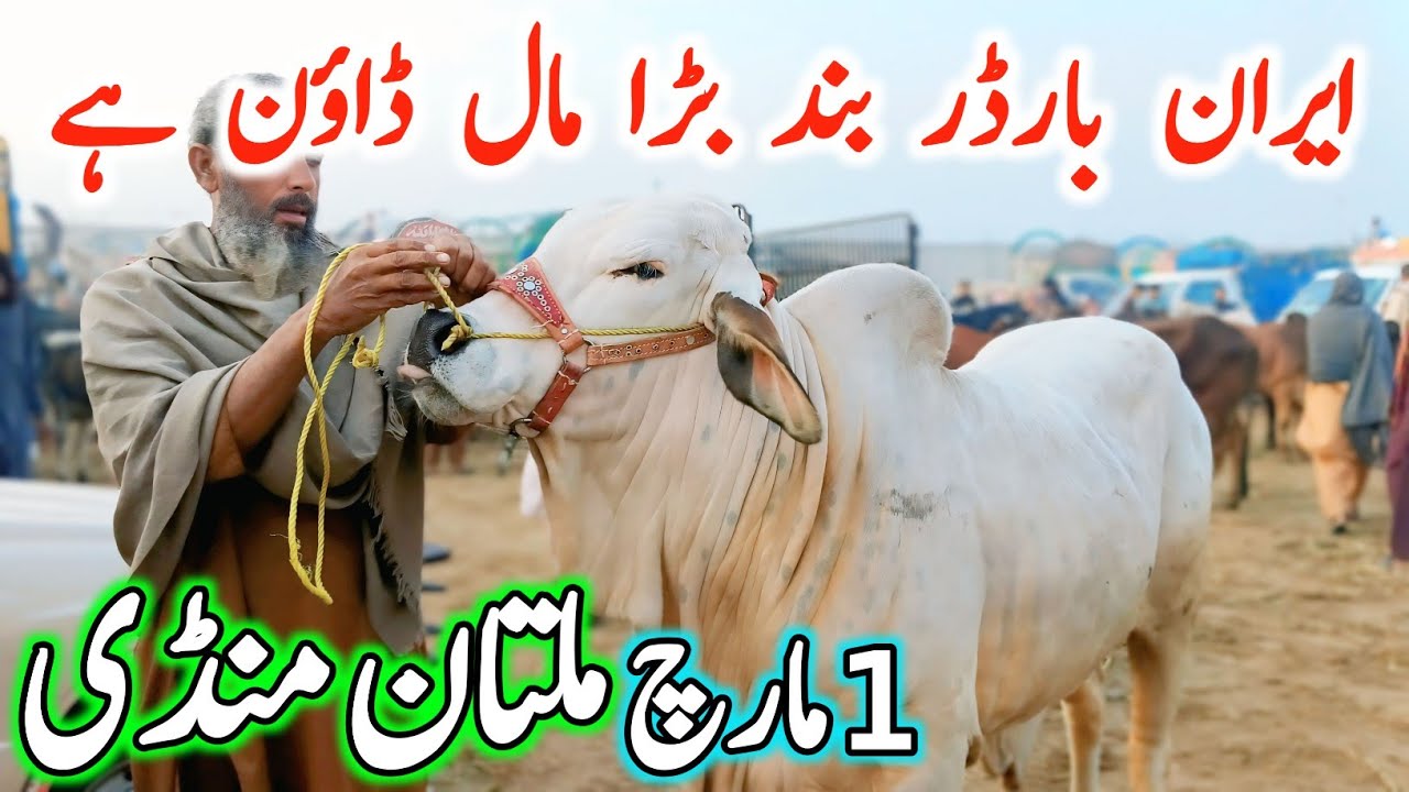 Today Multan Cow Mandi 2026 Video | Cholistani Brahman Bachre & Sahiwal Cows | Cow Mandi 2025🔥