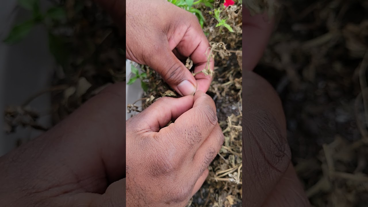 How to collect wave petunia seeds.