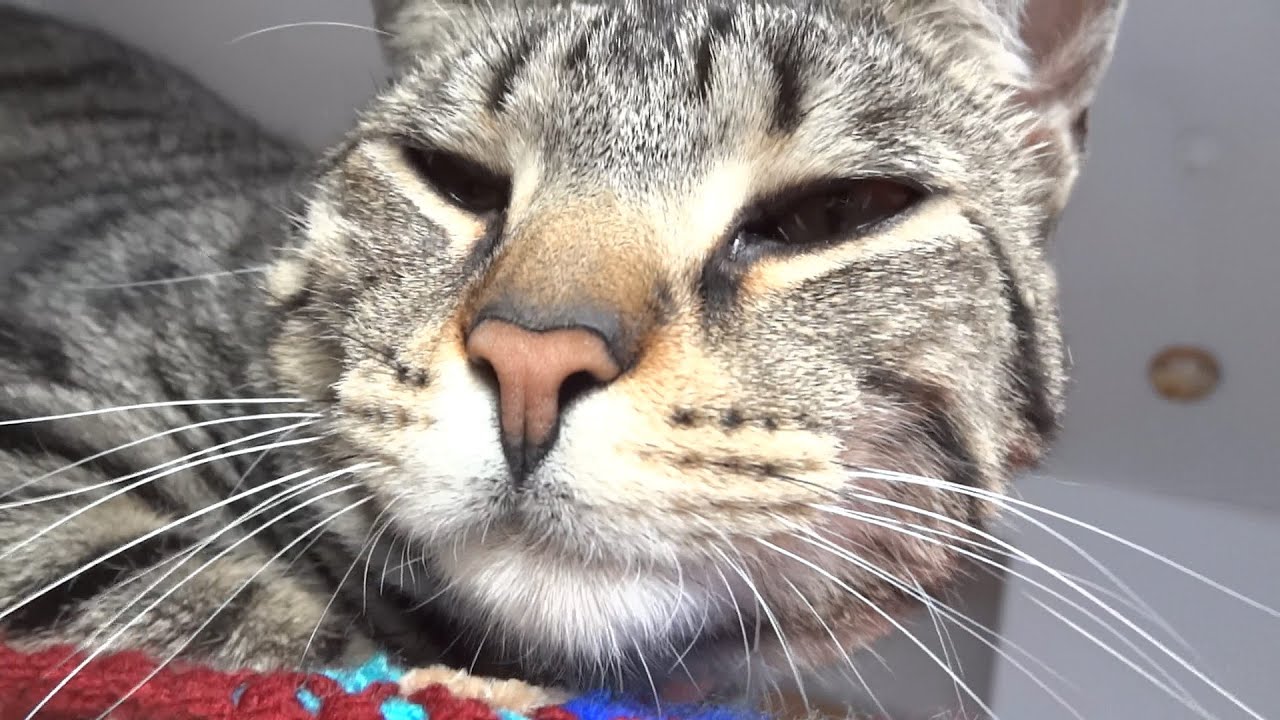 You should kiss my schnoze