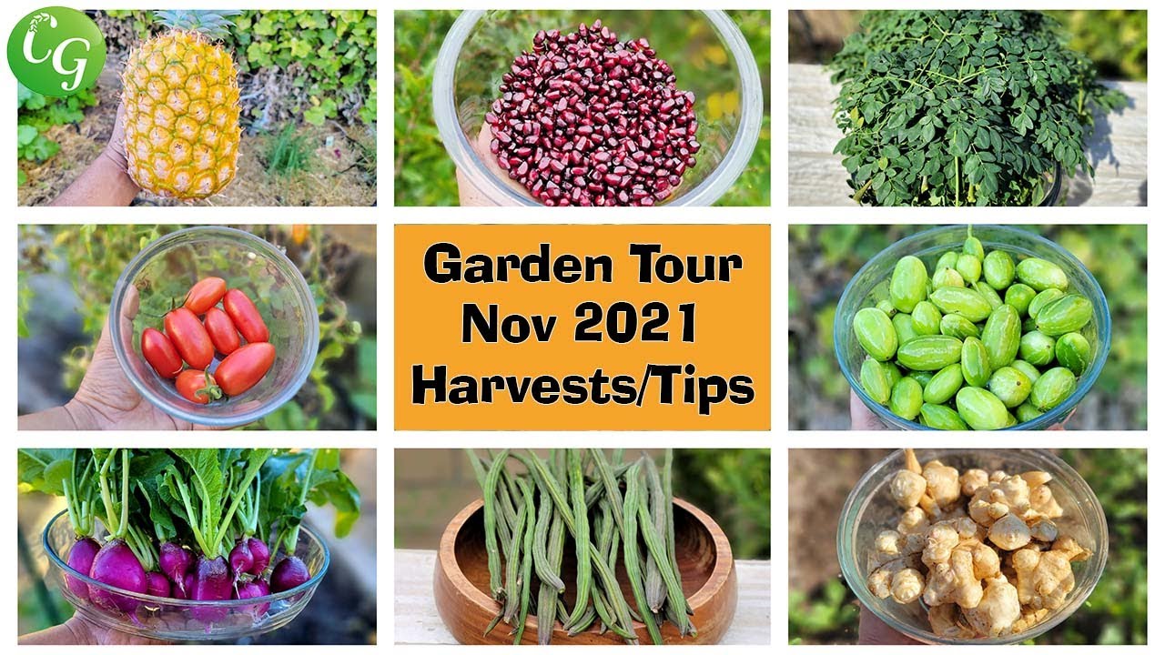 California Gardening November 2021 Harvests, Garden Tour, Gardening Tips, Things To Do & More!