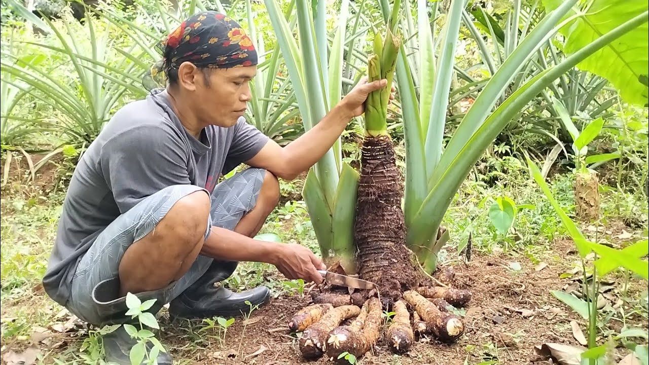 Masakan desa* batang talas lompong ijo, dipecak, perkedel dan ikan asin