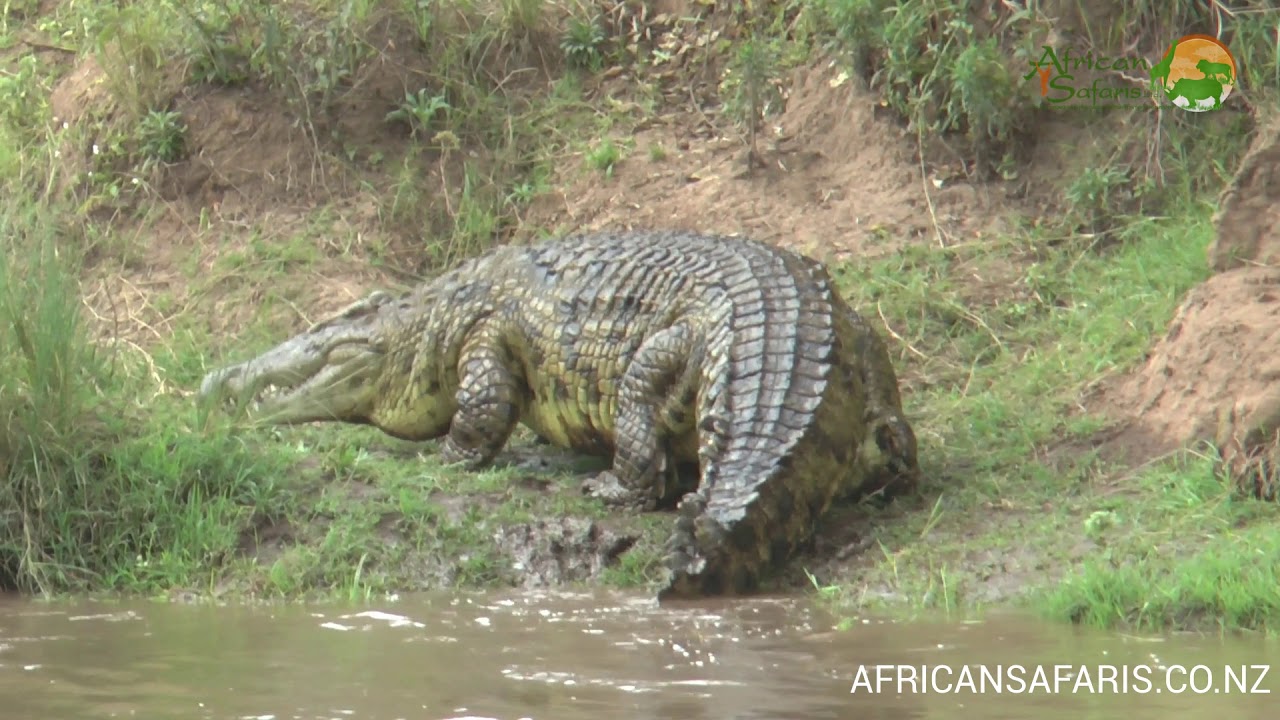 Large Nile Crocodile - Masai Mara River - Wild Africa