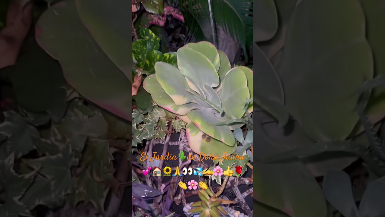 Un bello Calancoes#plantasbonitas