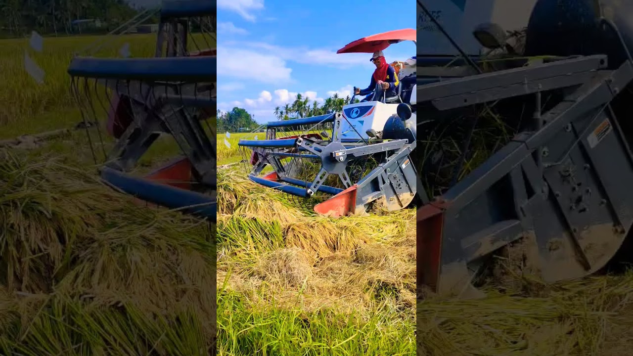 This Is How Farmers feeding Rice Harvester Machine 🌾🌾🌾#viral #viralvideo #trending #foryou #short