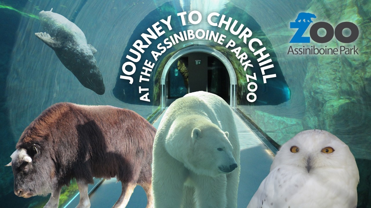 Journey to Churchill at the Assiniboine Park Zoo | Exhibit Tours Ep. 67