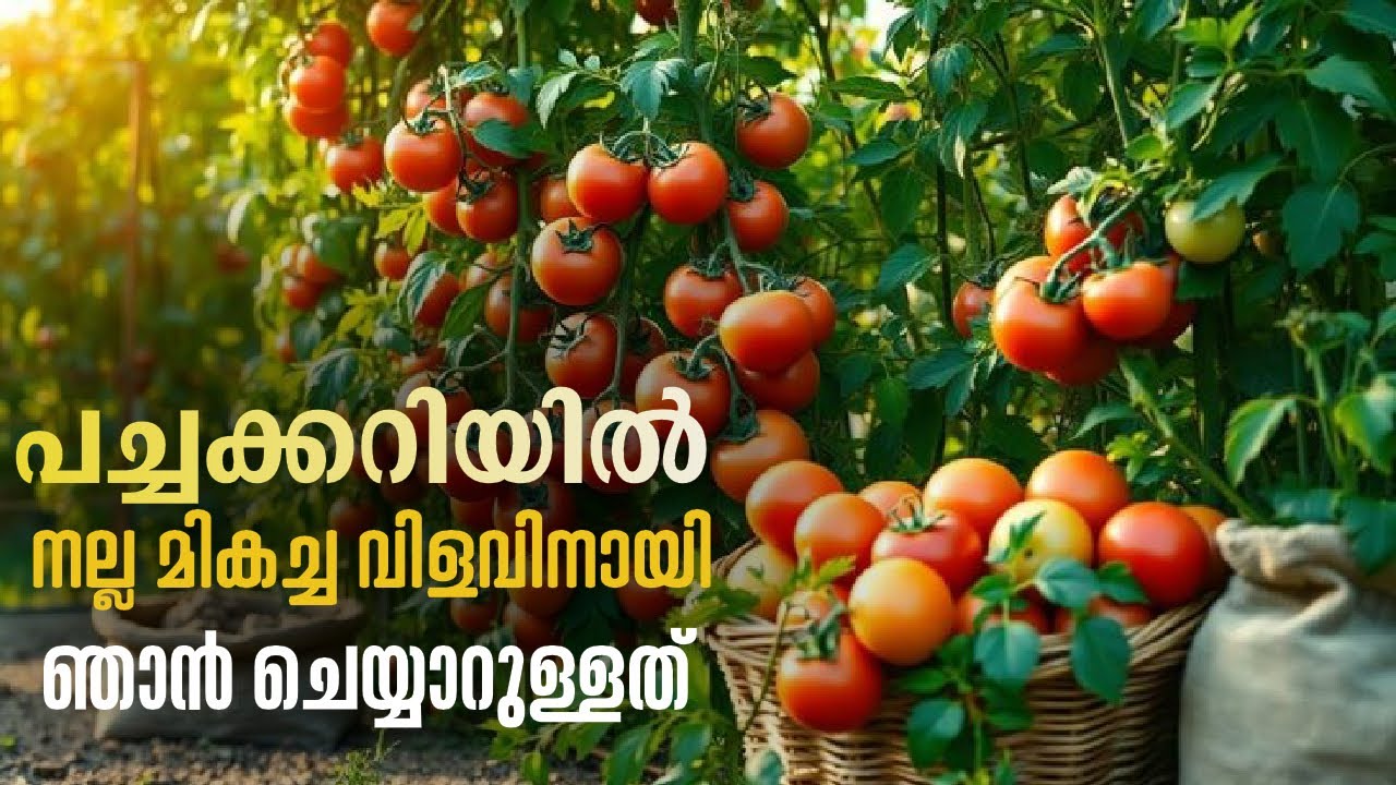 കൃഷിയിൽ വിജയിക്കാം എളുപ്പത്തിൽ 🥰🥰🥰