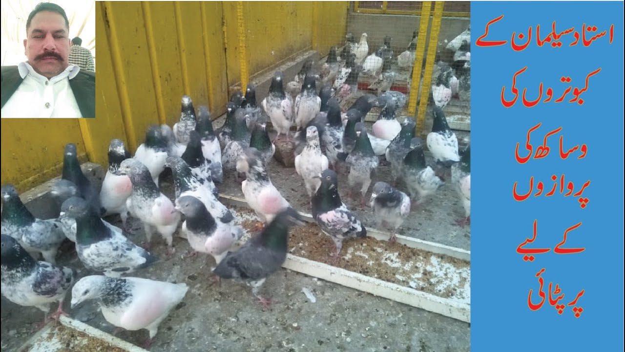 pigeon par patti wasakh ka mosam