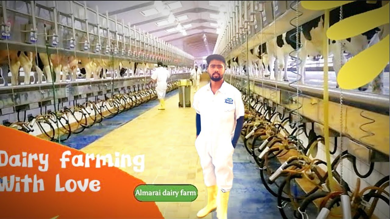 Life experiences in Almarai Dairy Farm 🐄🐄🐄🌿☘️🍀❤️ SAUDI ARABIA 📍