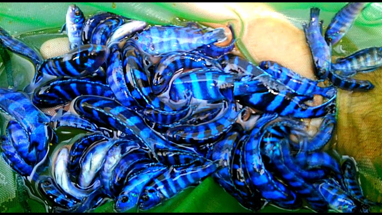 *STUNNING* [African Cichlids] Fish Farm Facility Walk through [Tour]