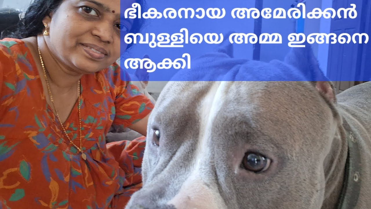 അമ്മയാണ് ഇവനെ ഇങ്ങനെ ആക്കിയത് #american bully kerala cannel pet love youtube video 