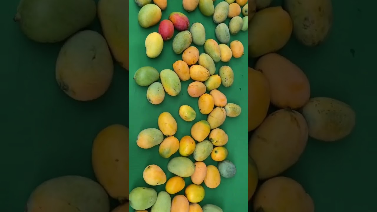 Nevis Mango Festival#nevis #mangofestival #food