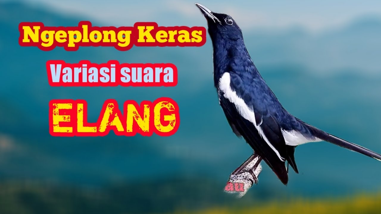 Pancingan kacer ngeplong variasi suara elang bikin kacer lain nyaut emosiii