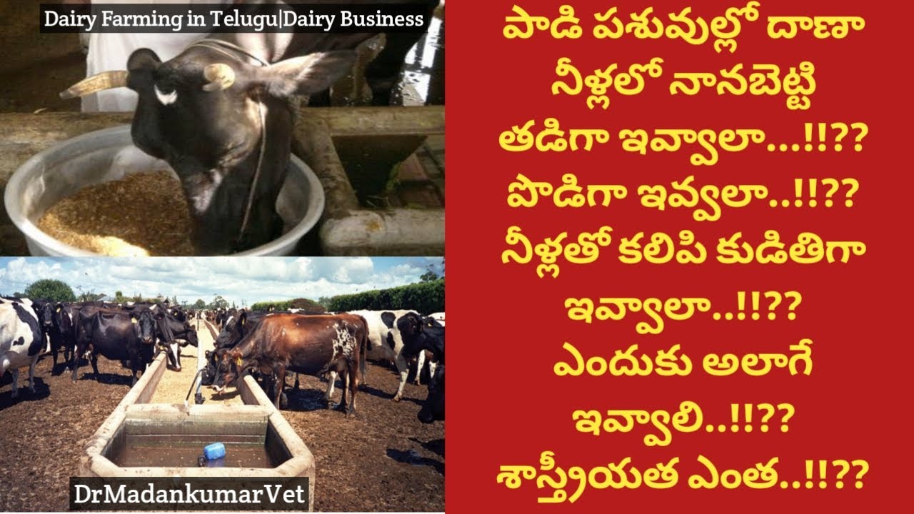 దాణా పొడిగా, తడిగా ,కుడితిగానా | Feed Mixing in Water, Dry or Wet in Telugu | Dr. Madankumar Vet