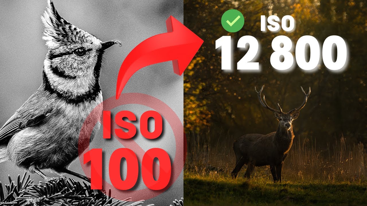 Wysokie ISO NIE POWODUJE szumów