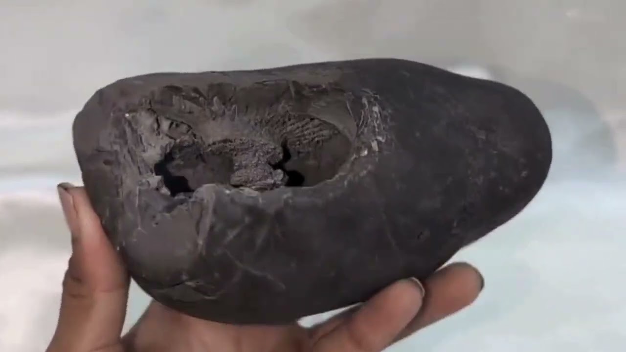 Original Vishnu Chakra Shaligram Shila: Sacred Gandaki River Stone