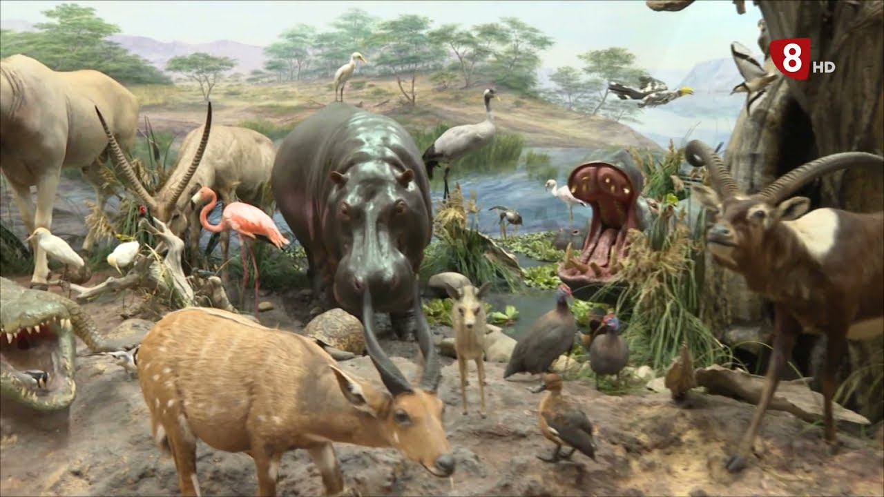 #8ML JUEVES (22-07-21) ESPECIAL DESDE EL MUSEO DE LA FAUNA SALVAJE DE VALDEHUESA