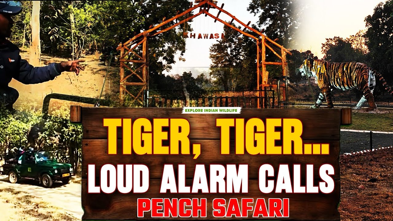 Ending Tadoba Trip with THRILLING Pench Jungle safari and Chota Matka update 🐯 | Khawasa gate