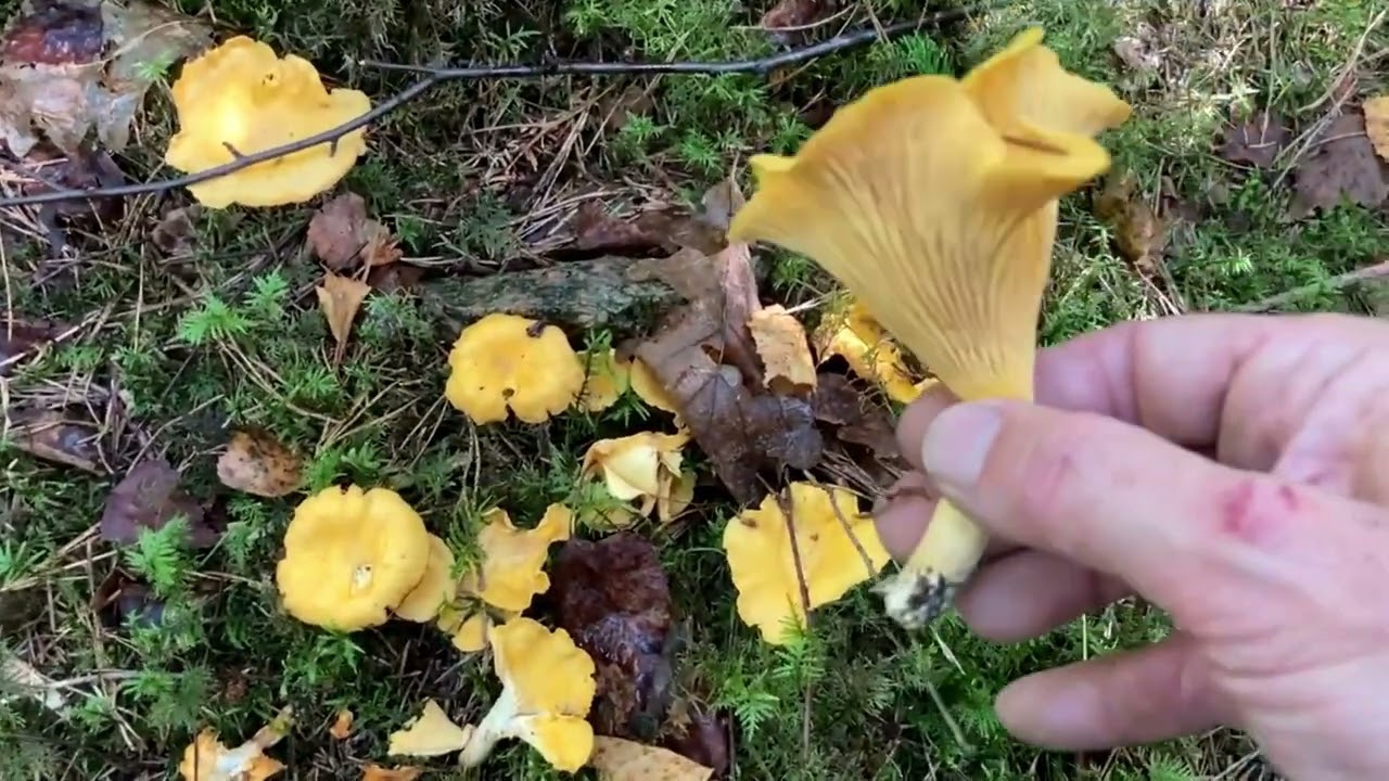 I dag plockar jag svamp i norra Bohuslän. Kantarelldagboken tredje avsnittet, 240815