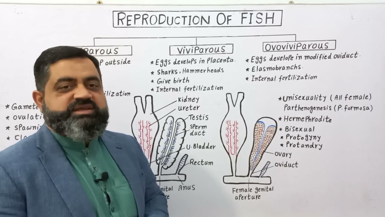 Reproduction in Fish Urdu/Hindi medium @prof.masoodfuzail| Oviparous Fish | Viviparous Fish
