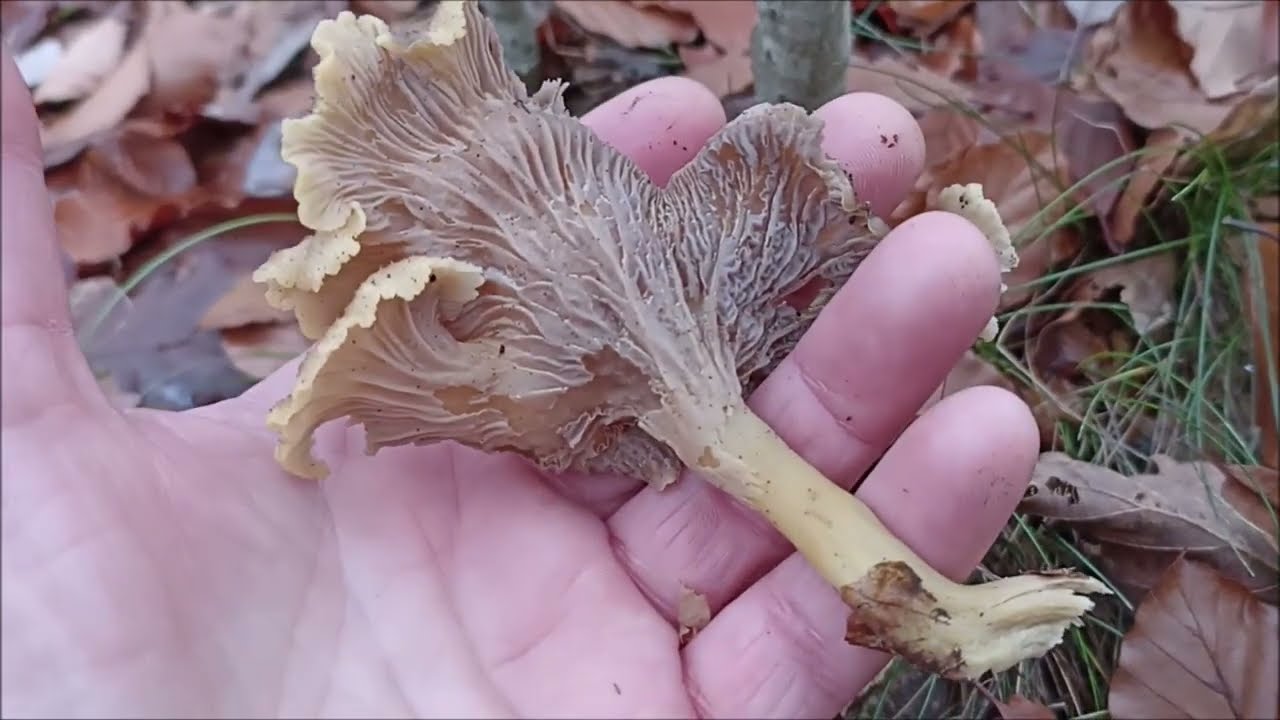 CHAMPIGNONS de Décembre, dépêche-toi de les prendre. L'hiver approche !! Forêts du Loiret.