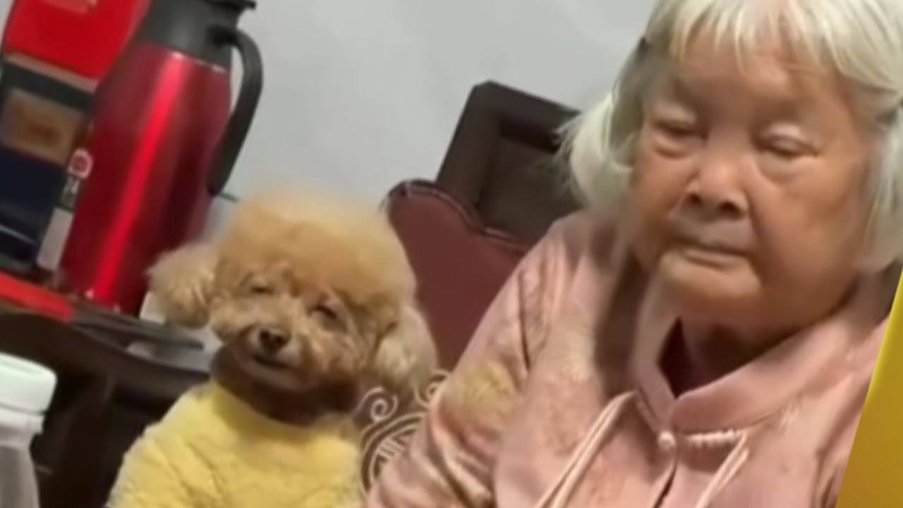 Mascotas graciosas que imitan a sus dueños | ¡no vas a poder parar de reír!😂 #mascotas