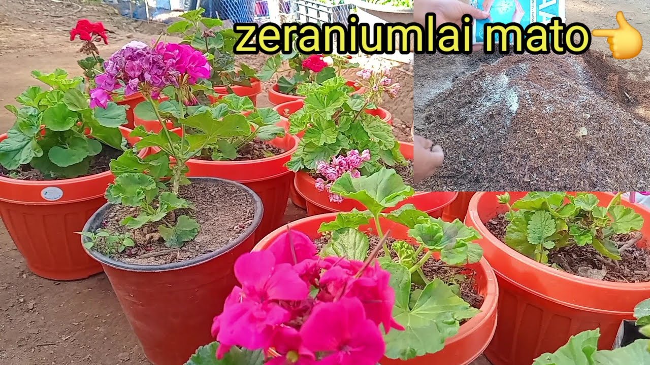 जेरानियमलाई मलमाटो यसरी दिनुहोस