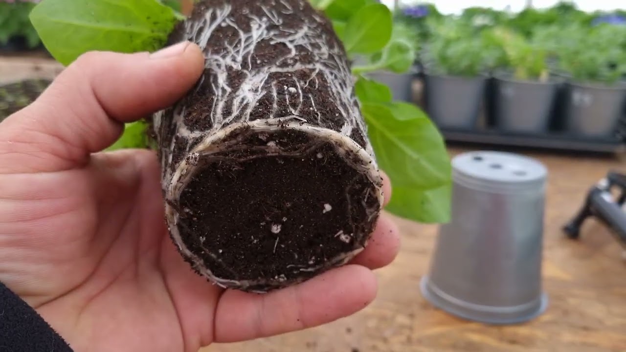 Самая важная прищипка ампельной петунии!