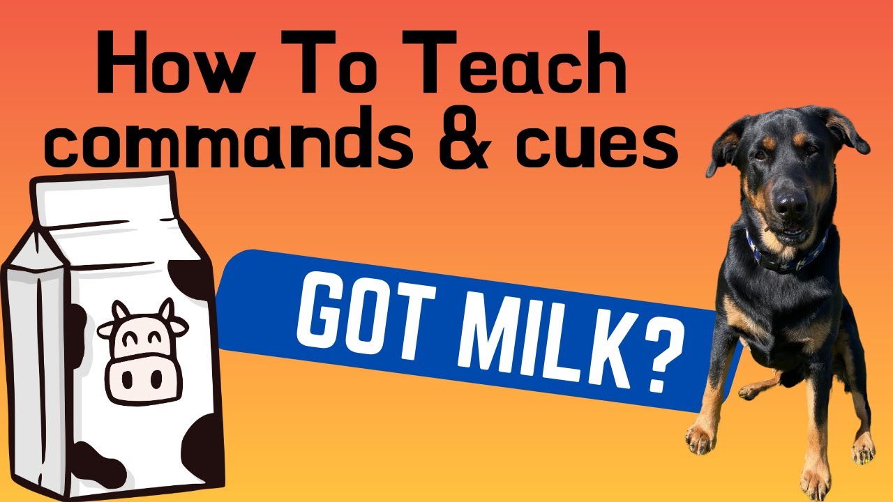 When Do You Teach A COMMAND Or CUE?    GOT MILK?