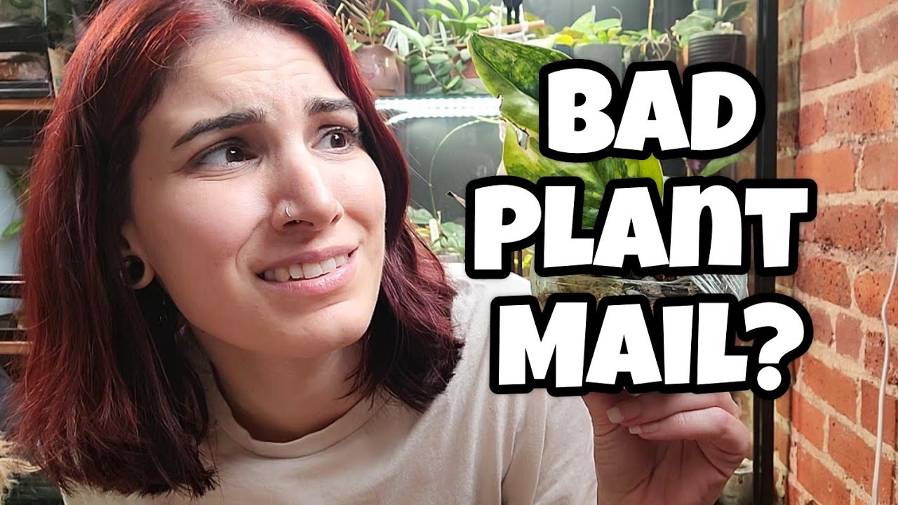 Disappointing Plant Mail + Updates 😬🤦🏻‍♀️ plant unboxing 🪴