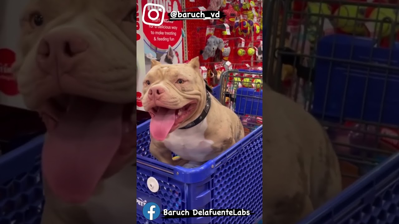 De compras #american #bully #americanbully #exotic #bulldog #cachorros #dog #perros #micro #xl