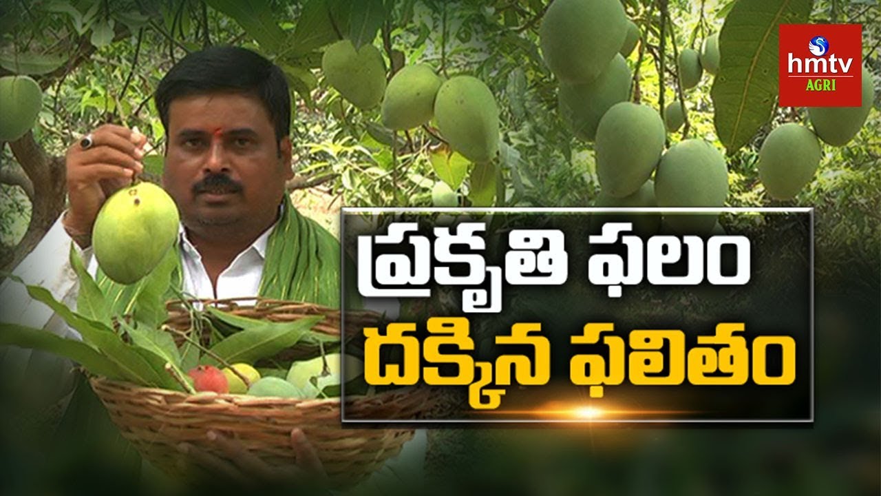 Farmer Sadananda Reddy Success Story in Mango Cultivation | Natural Farming | hmtv Agri